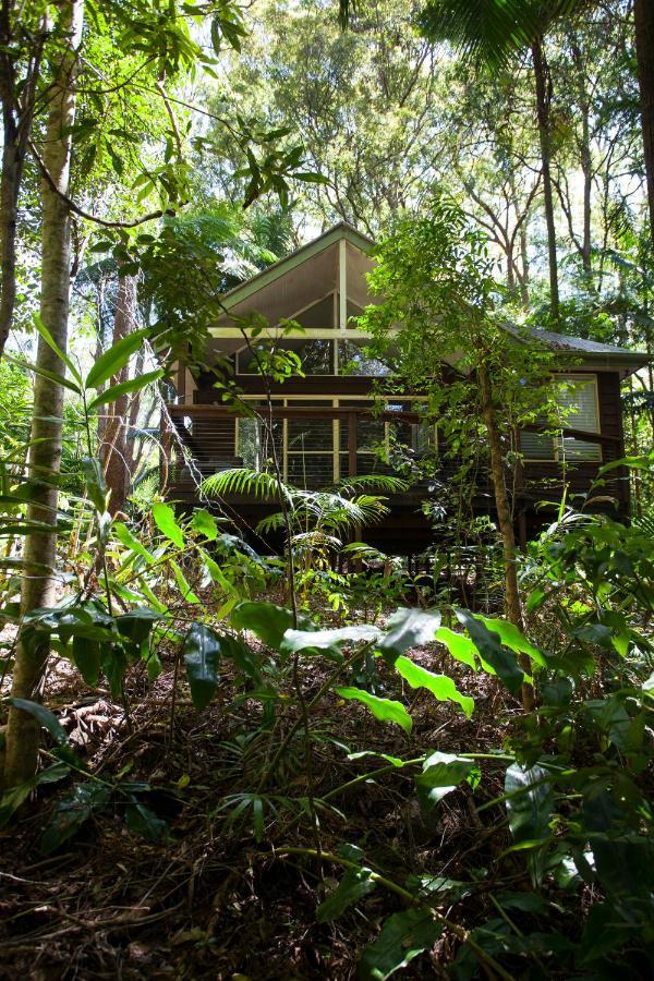 Songbirds Rainforest Retreat Mount Tamborine Exteriör bild